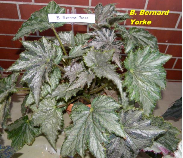 B. ‘Bernard Yorke’